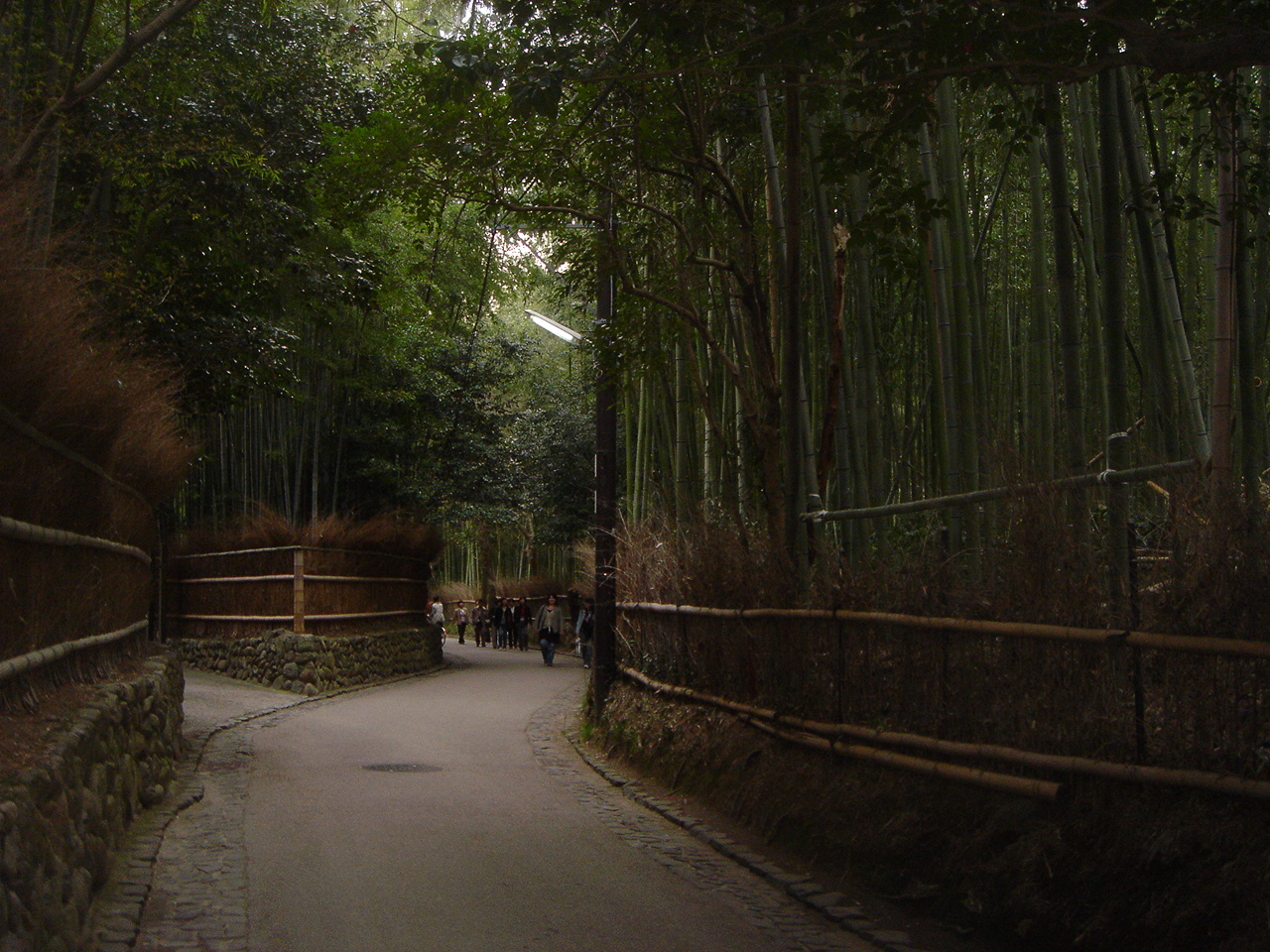 bamboo-grove-arashiyama-kyoto